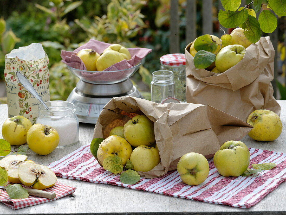 Freshly bought quinces (Cydonia) in paper bags, scales, sugar, jars