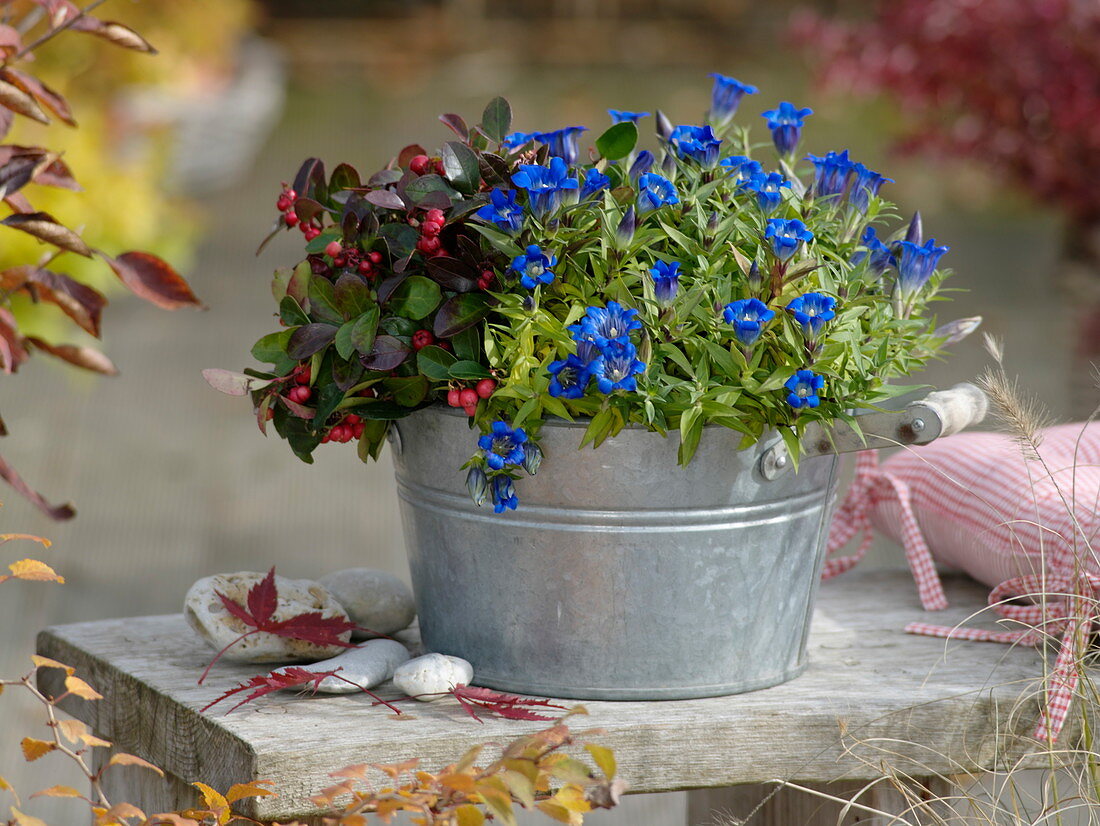 Gentiana sinoornata, Gaultheria procumbens