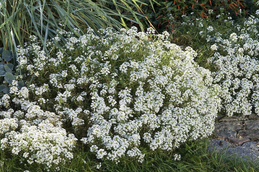 Lobularia 'Snow Princess' (Fragrant Coneflower) at the edge of the bed