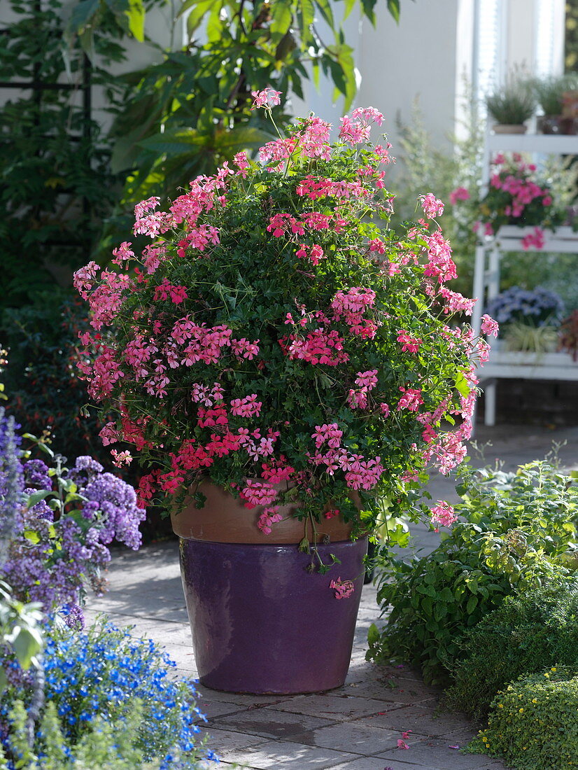 Pelargonium peltatum (hanging geranium) grown as a pyramid