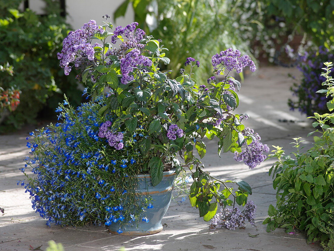 Kübel bepflanzt mit Heliotropium arborescens (Vanilleblume) und Lobelia