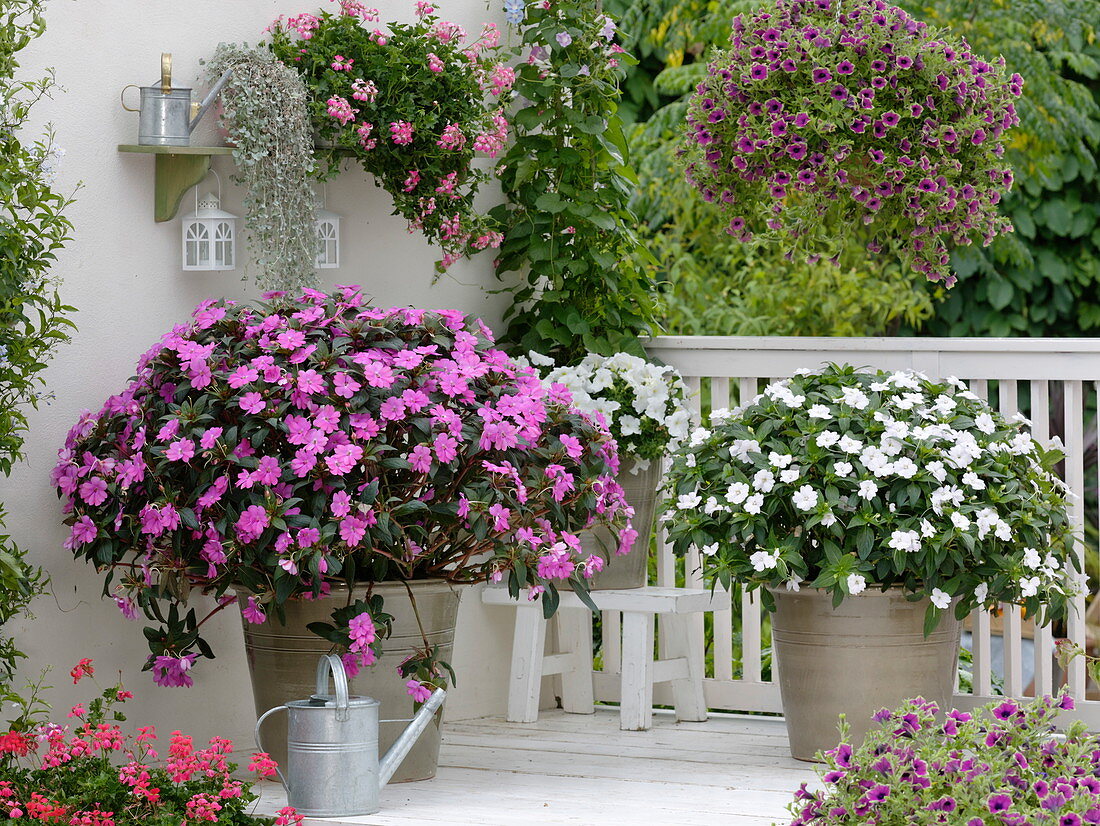 Balkon mit Impatiens Neu- Guinea in lila- weiß