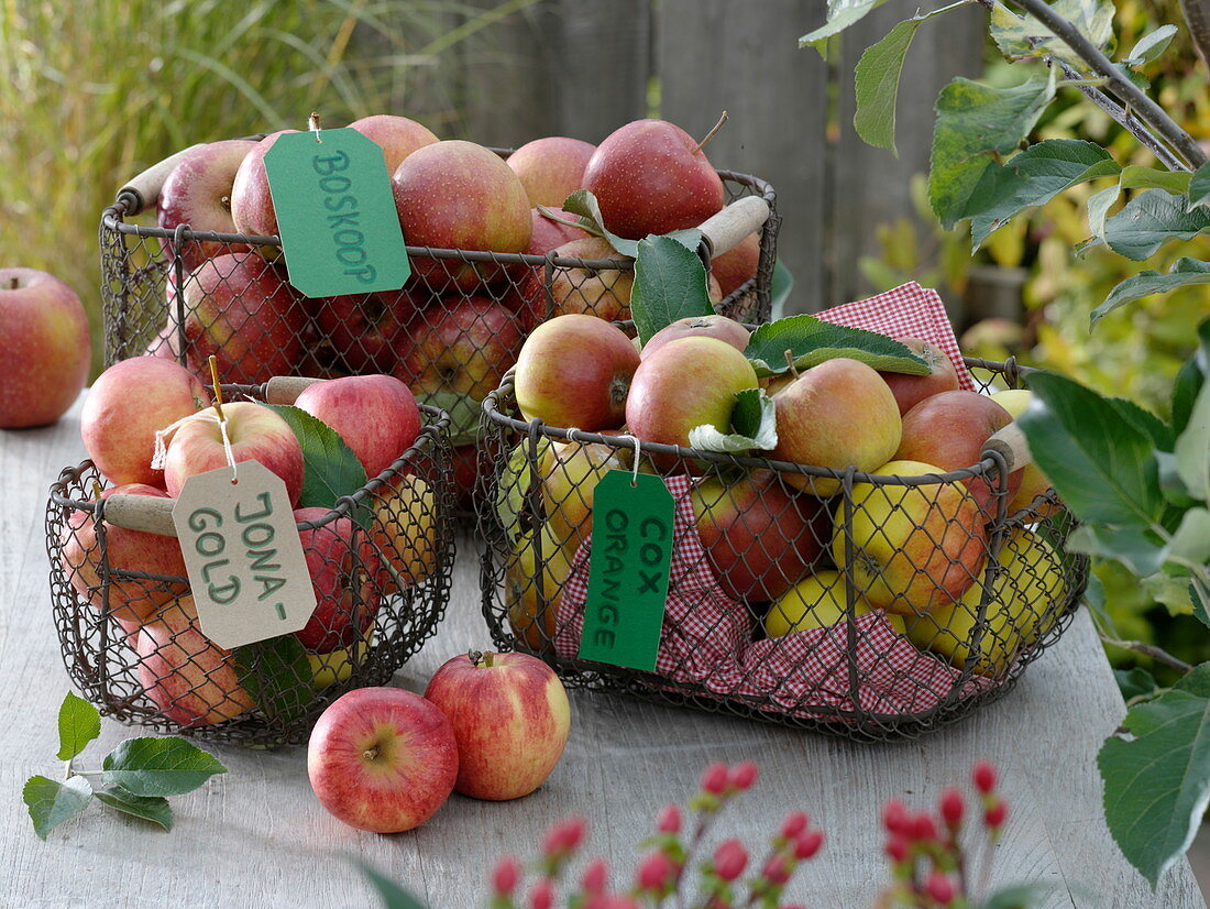 Wire baskets with 'Jonagold', 'Boskoop' and 'Cox Orange' apples