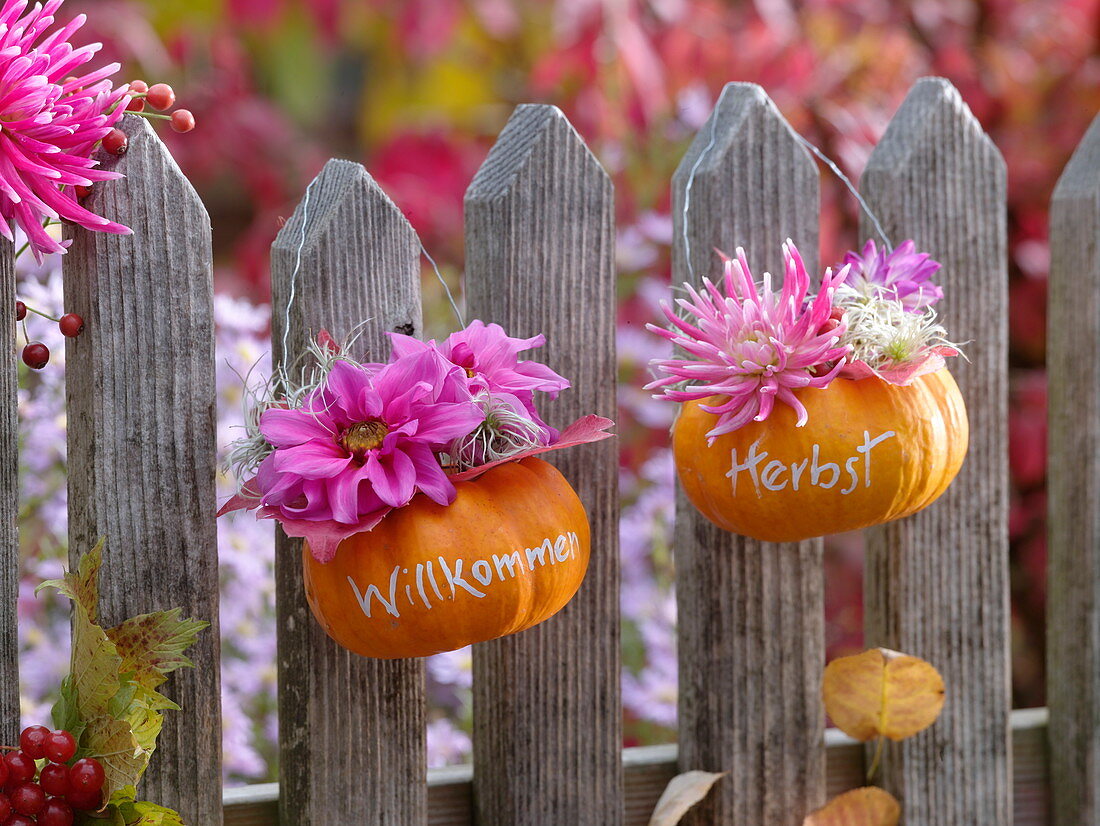 Small pumpkins with message hanging on fence