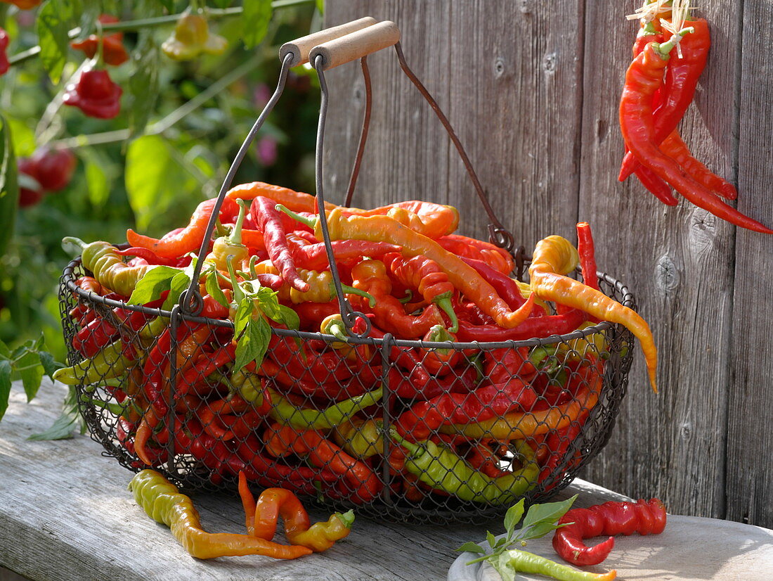 Peperonies freshly harvested in a wire basket