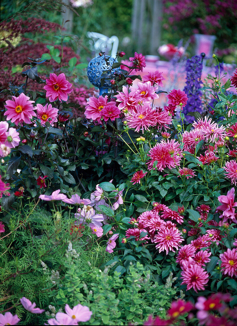 Pink bed with dahlias and cosmos