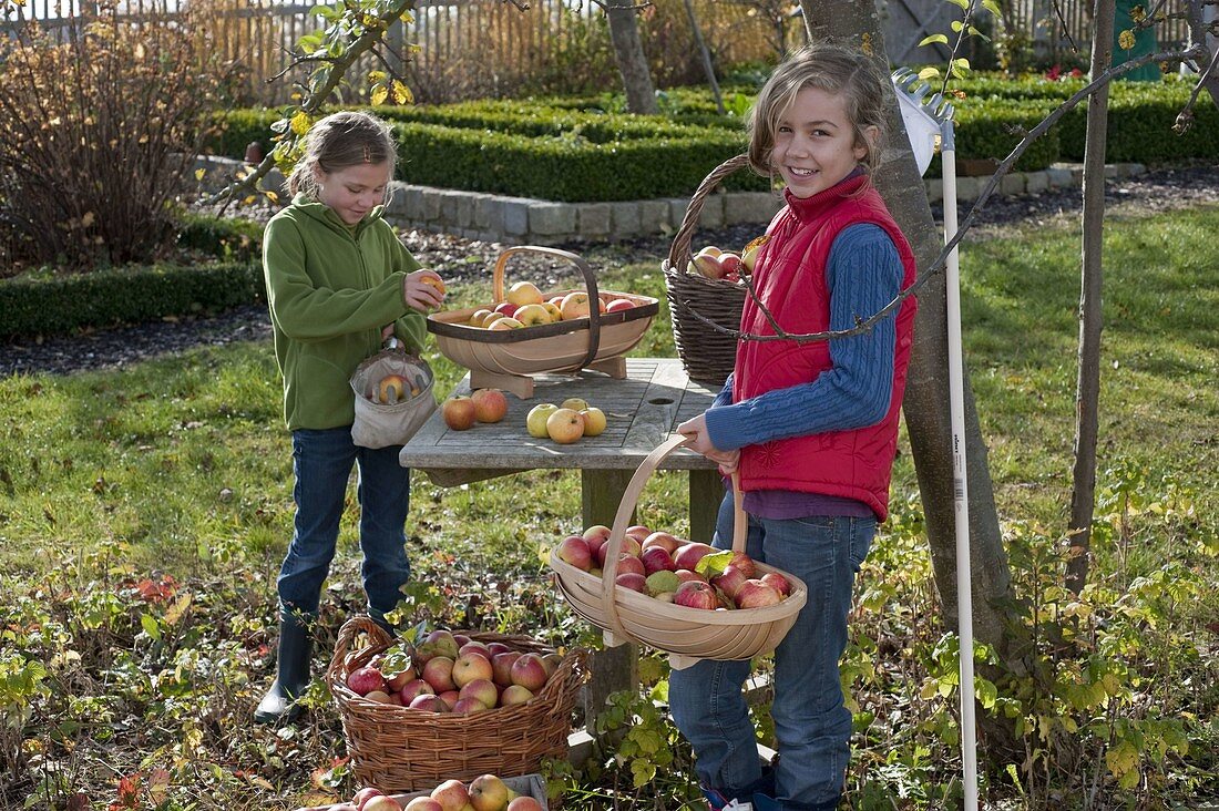 Girl picking apples