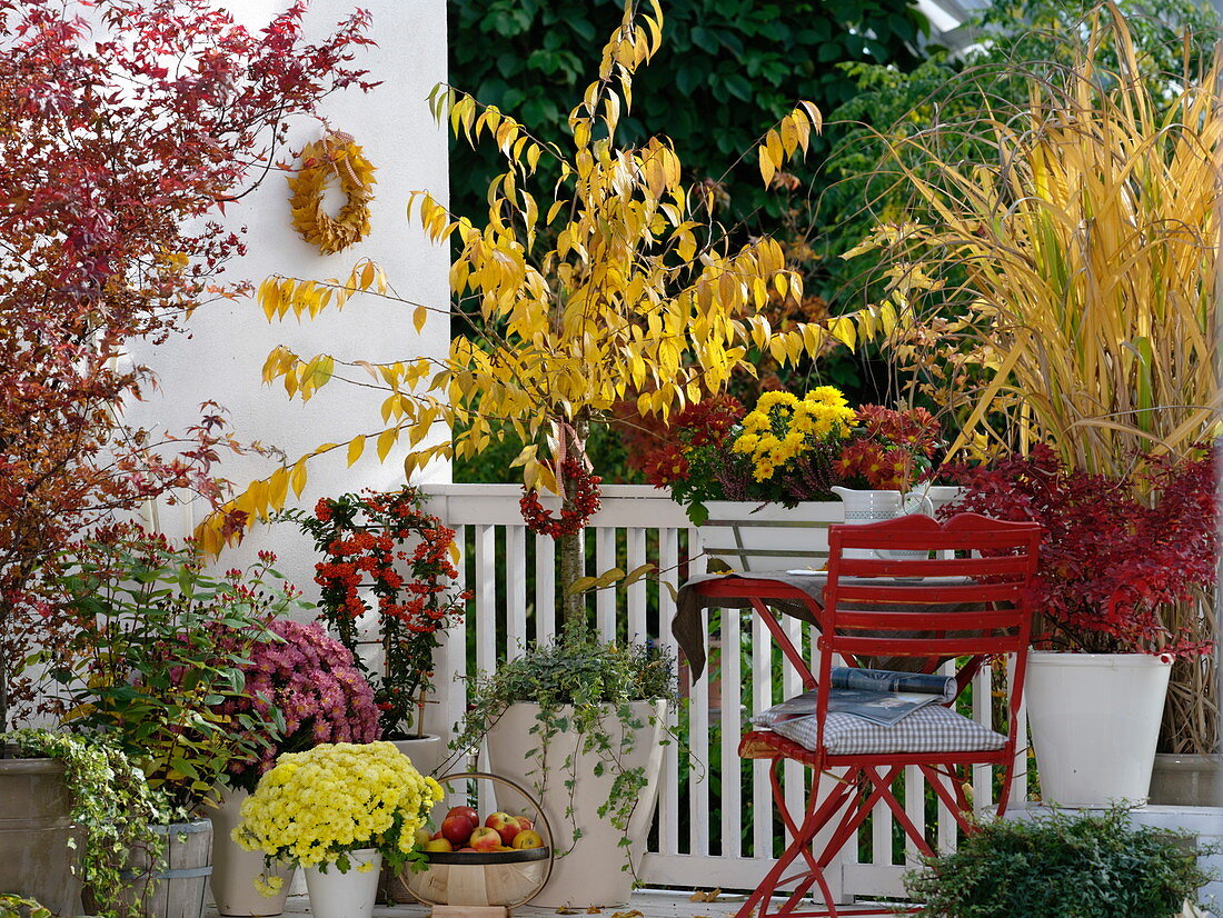 Gelb - roter Herbstbalkon mit Kurilenkirsche , Zierkirsche