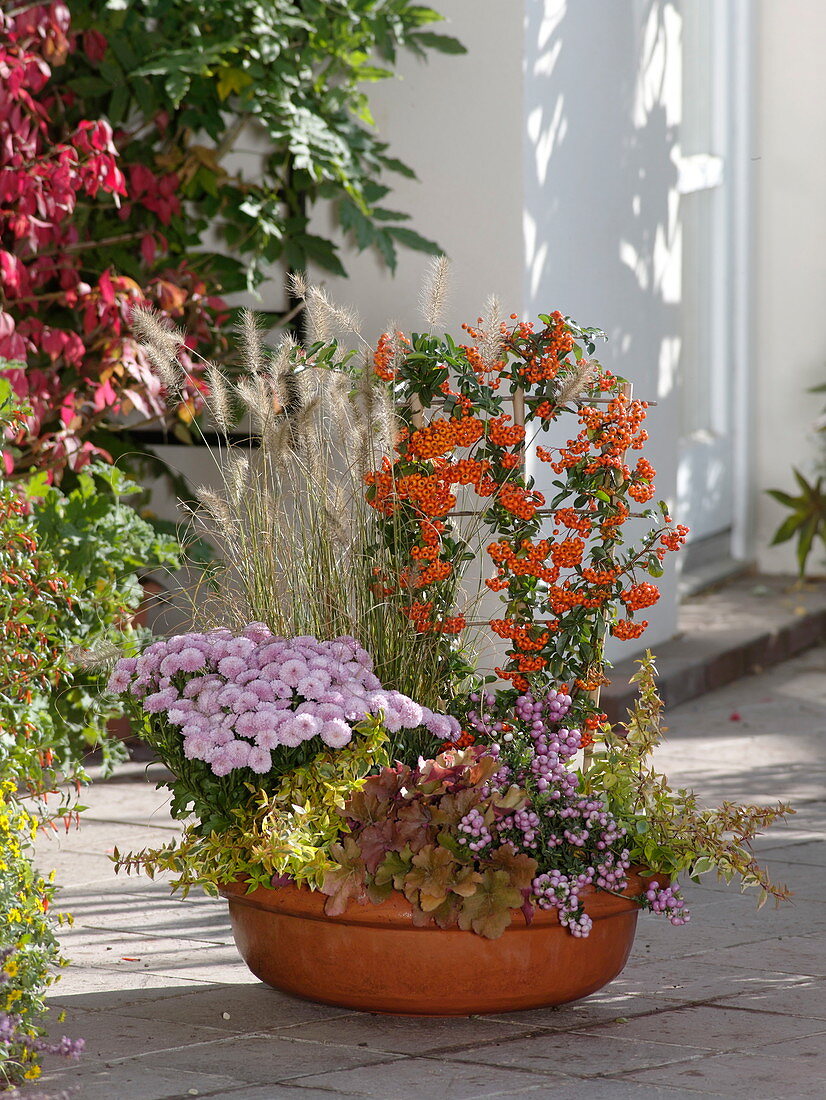 Autumn tray: Pyracantha 'Orange Glow' (firethorn), chrysanthemum