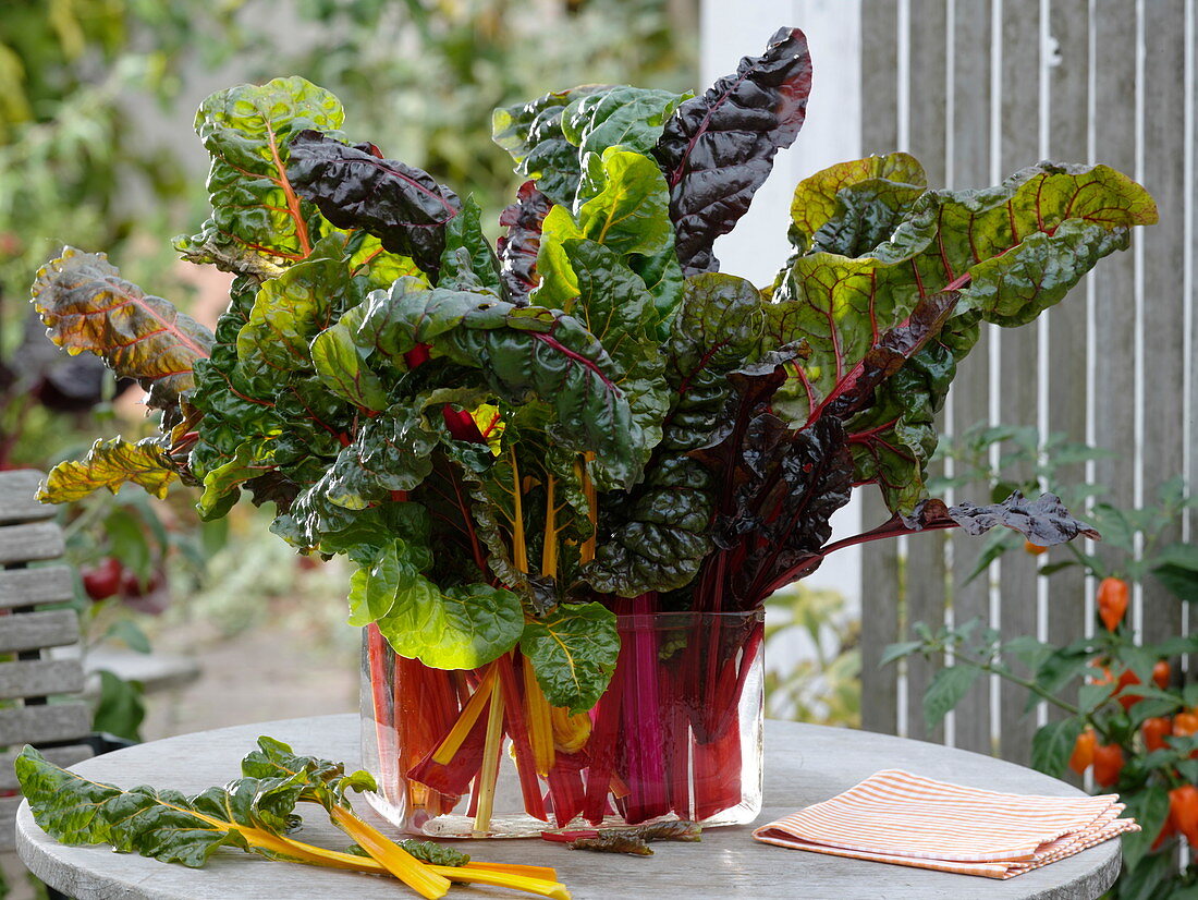 Mangold 'Bright Lights' (Beta vulgaris), geschnittene Stiele in Glasvase