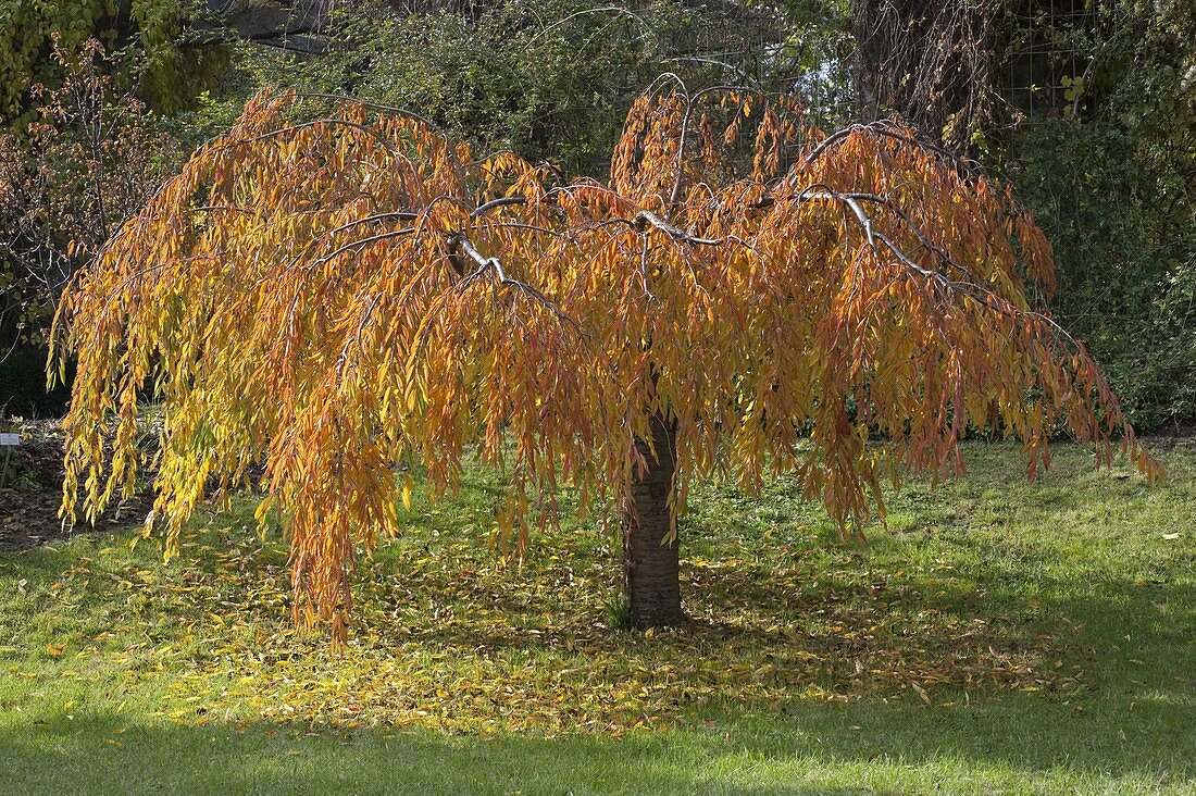 Prunus subhirtella 'Pendula' (downy cherry)