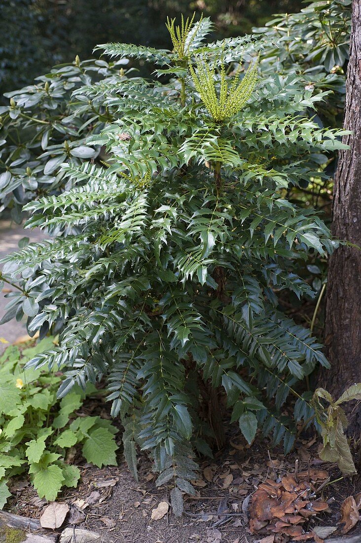 Mahonia media 'Winter Sun' (Jewel-leaf mahonia), winter bloomer