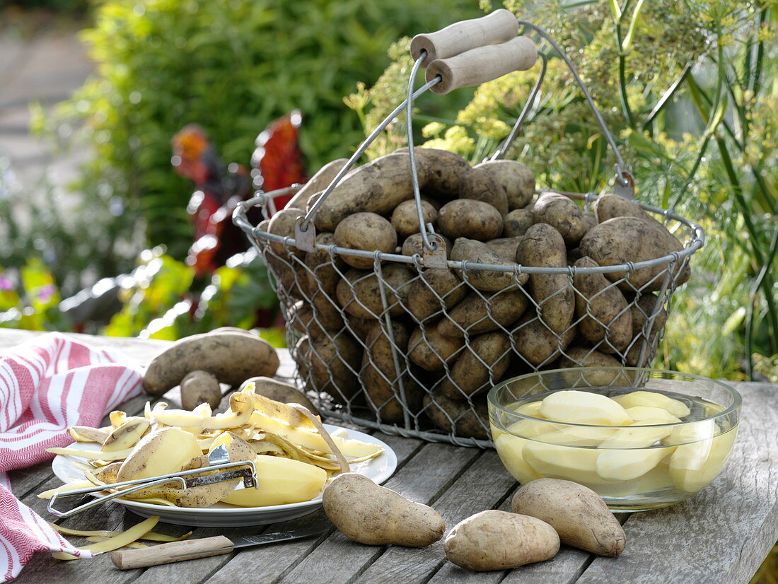 Frisch geerntete Frühkartoffeln 'Sieglinde' in Erntekorb und geschält in Wasser