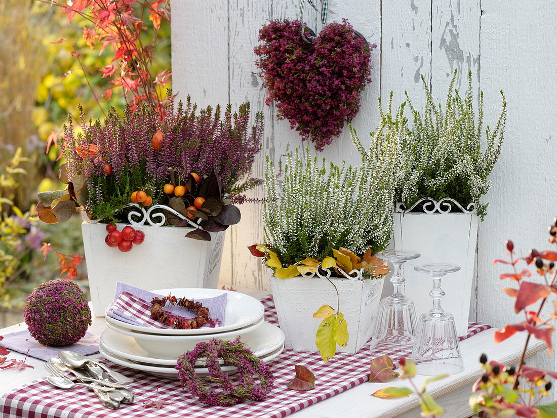 Calluna Garden Girls 'Amethyst' blaurot, 'Alicia' weiß in viereckigen Übertöpfen