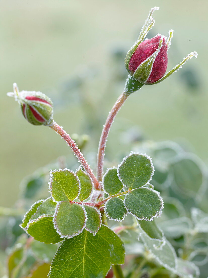 Pinke Rosenknospen nach dem ersten Nachtfrost