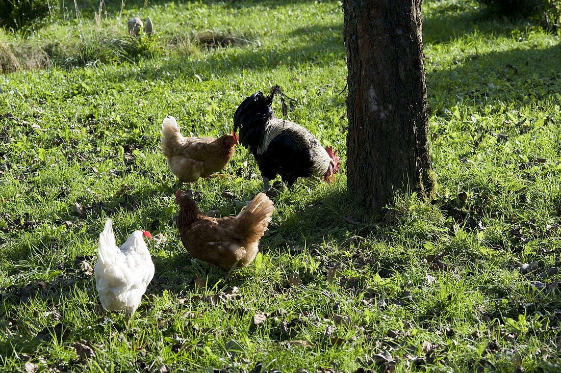 Chickens in the orchard under the apple tree