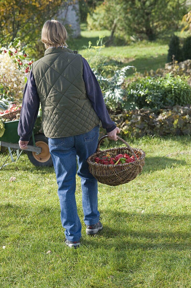 Woman with basket full of freshly harvested peppers, chillies and chilli peppers (Capsicum)