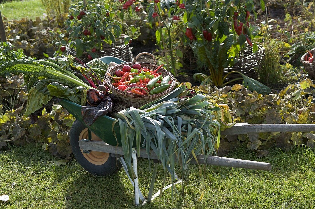 Wheelbarrow with freshly harvested vegetables