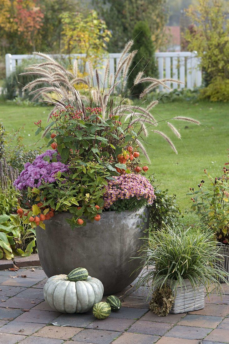 Grey pot with Hypericum (St. John's wort), Chrysanthemum