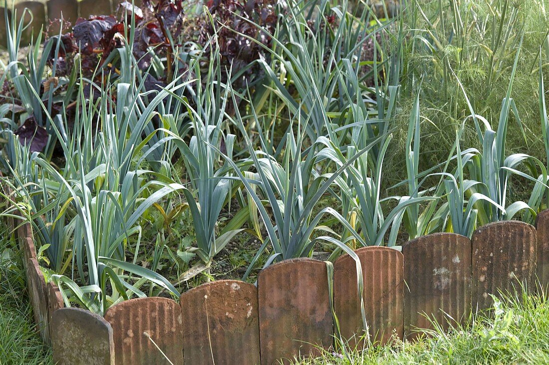 Porree im Bauerngarten, Einfassung aus alten Dachziegeln