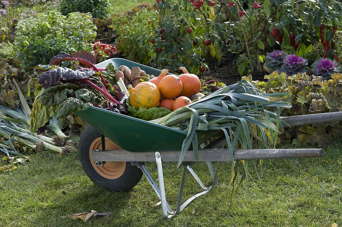 Wheelbarrow with freshly harvested vegetables