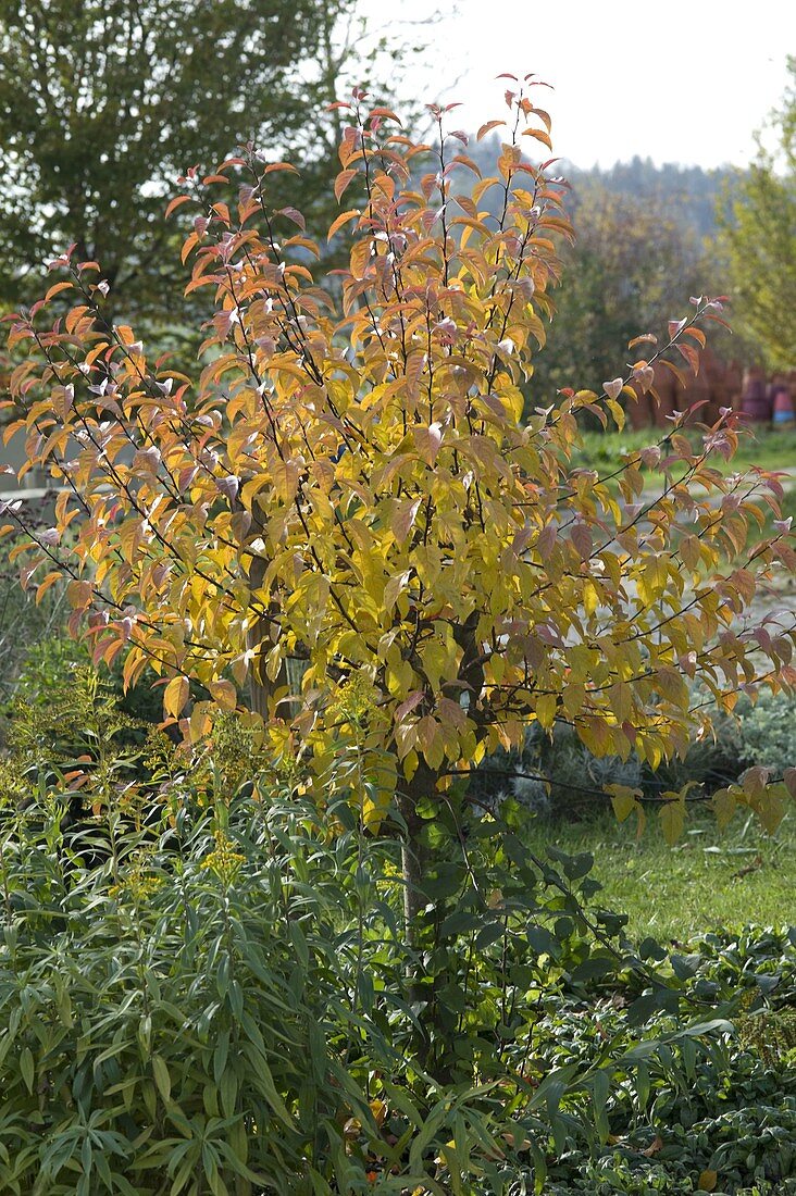 Prunus (ornamental cherry) in autumn colours, Solidago (goldenrod)