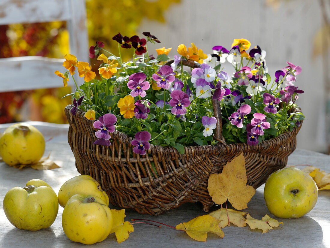 Wicker basket with viola cornuta, quinces, autumn leaves