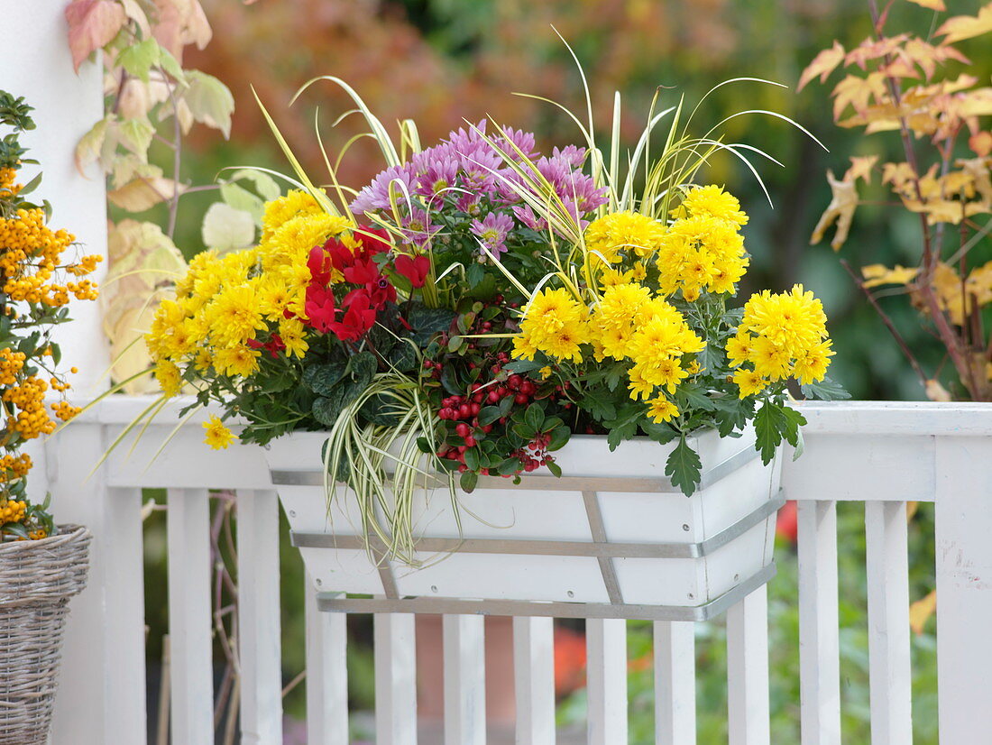 Herbstkasten mit Chrysanthemum (Herbstchrysanthemen), Cyclamen