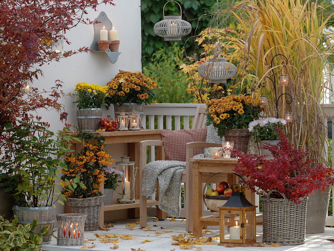 Herbstlicher Lichterbalkon mit Chrysanthemum (Herbstchrysanthemen)