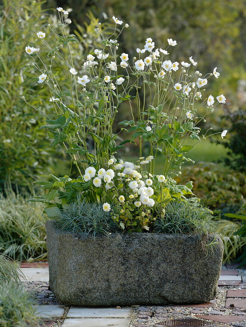 Anemone japonica 'Honorine Jobert' (autumn anemone), chrysanthemum