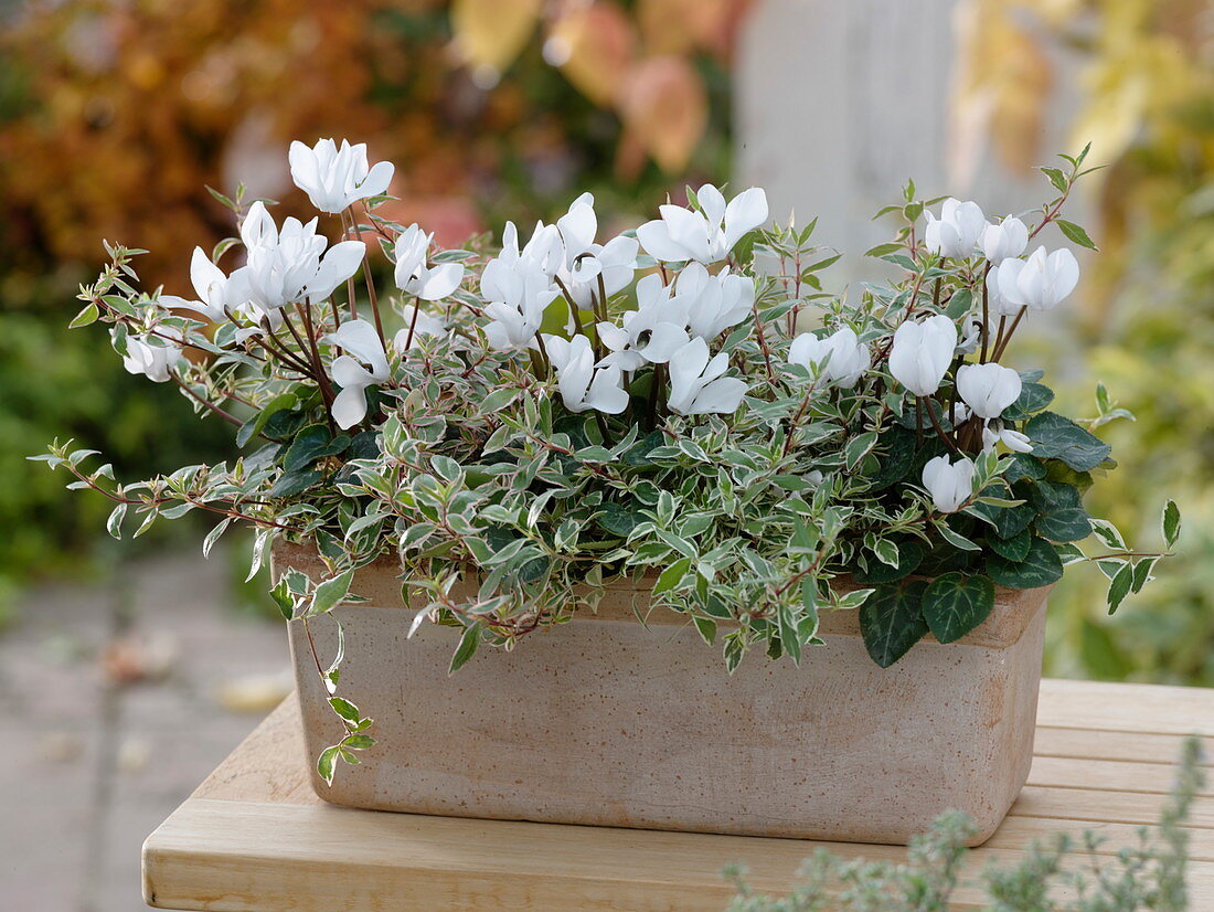 Terracotta box with Cyclamen persicum Halios 'Dhiva White' (Cyclamen)