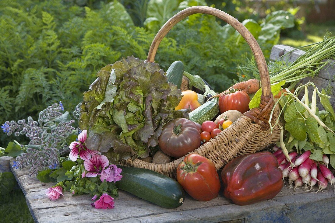 Basket of freshly harvested vegetables