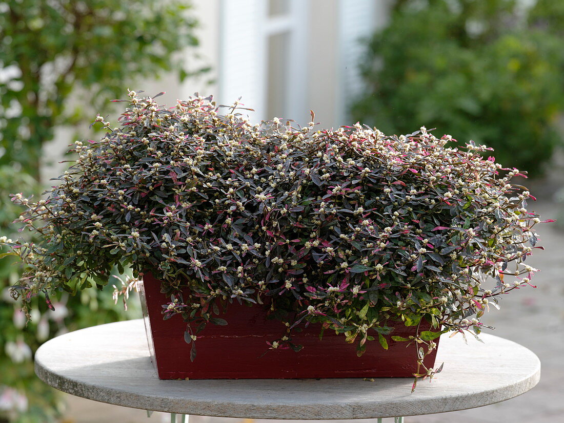 Alternanthera 'Juwel' (parrot leaf) in red balcony box