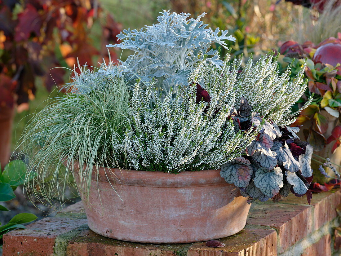 Calluna Garden Girls 'Alicia' (Knospenblühende Besenheide), Carex comans