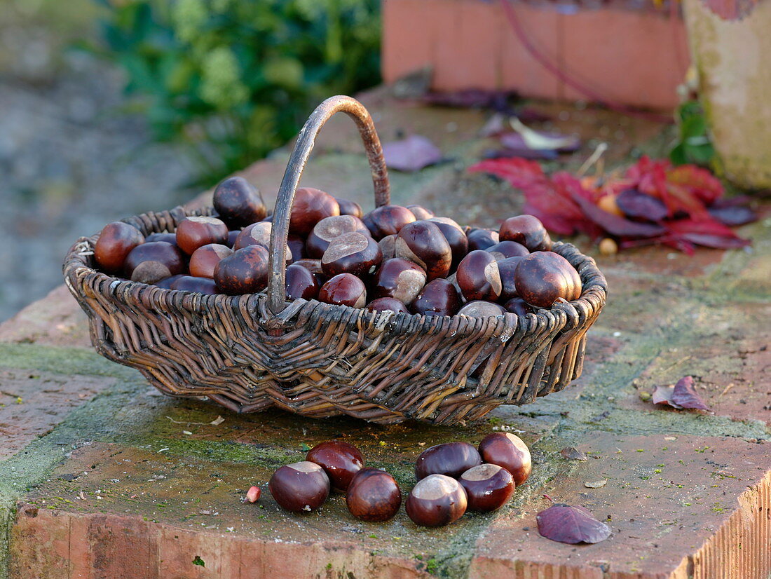 Basket with collected chestnuts (Aesculus)