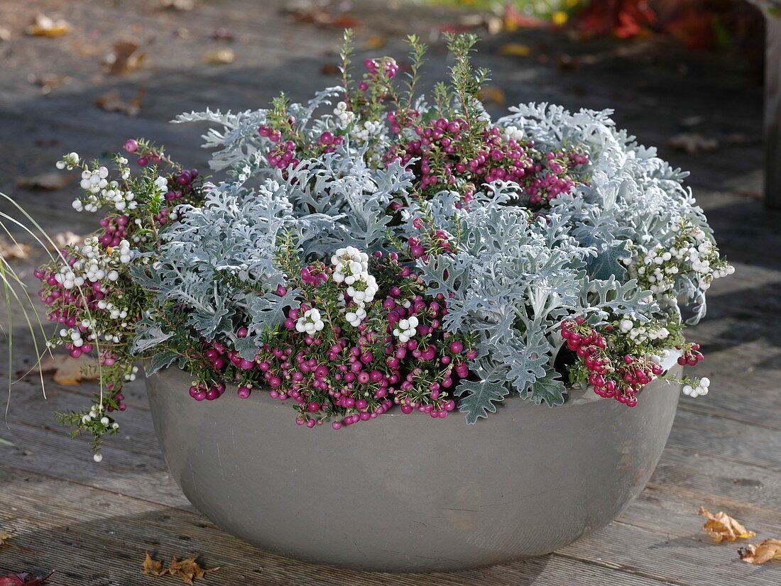 Autumn cup with silver leaf and peat myrtles