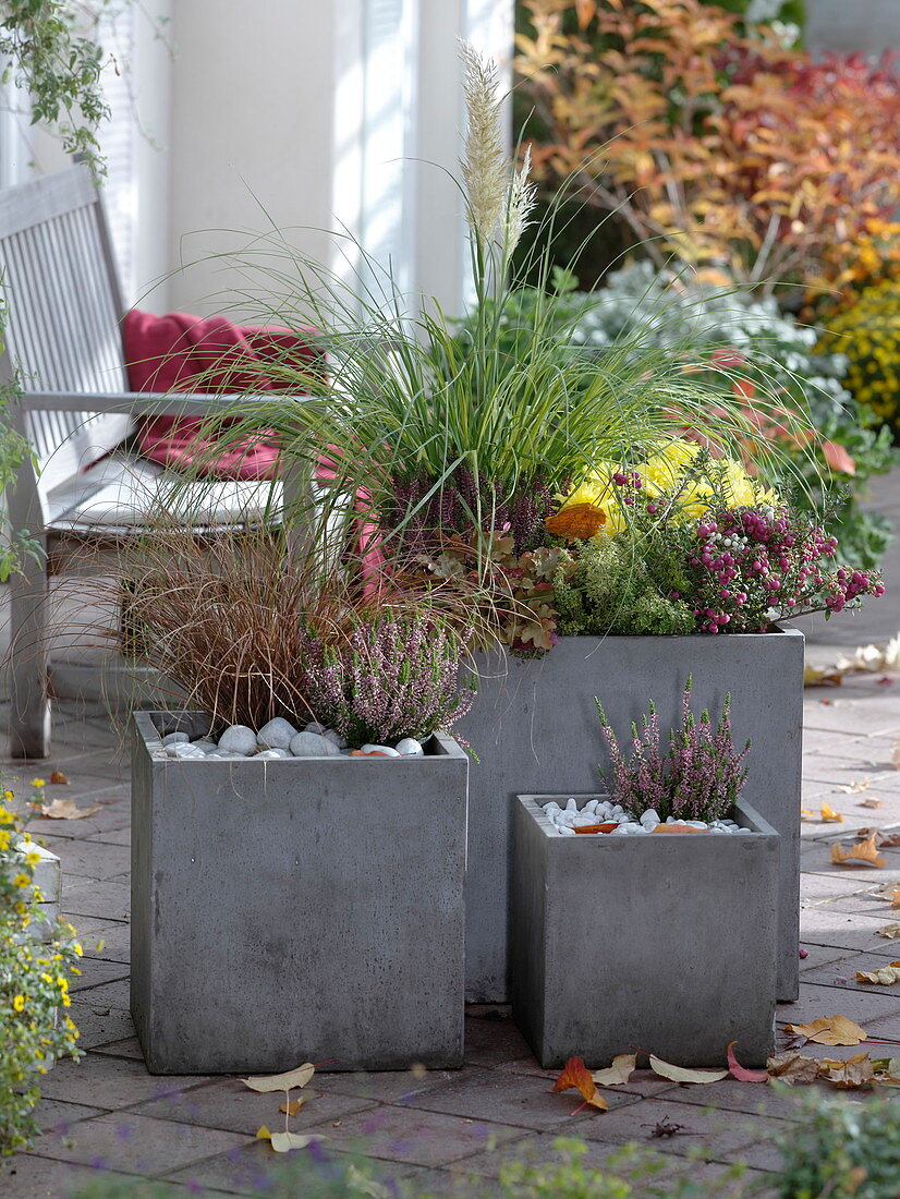 Square grey tubs planted with Cortaderia selloana 'Evita'.
