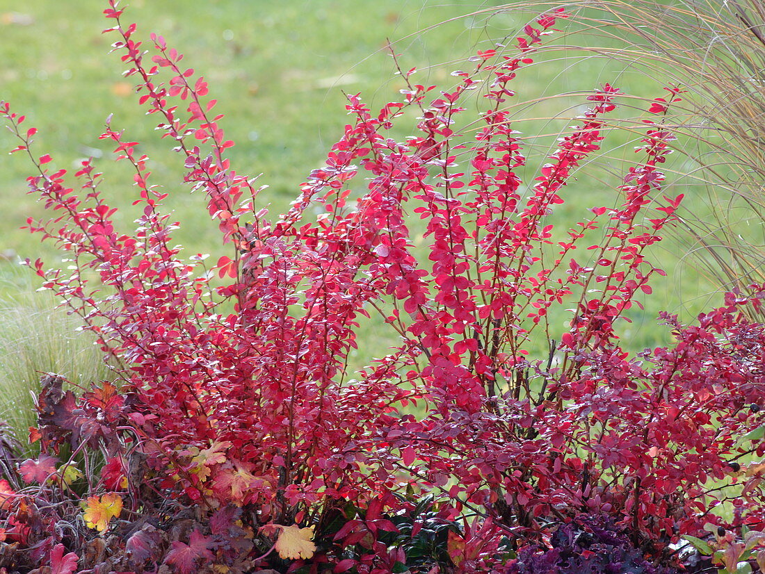 Berberis thunbergii 'Atropurpurea' (Barberry)