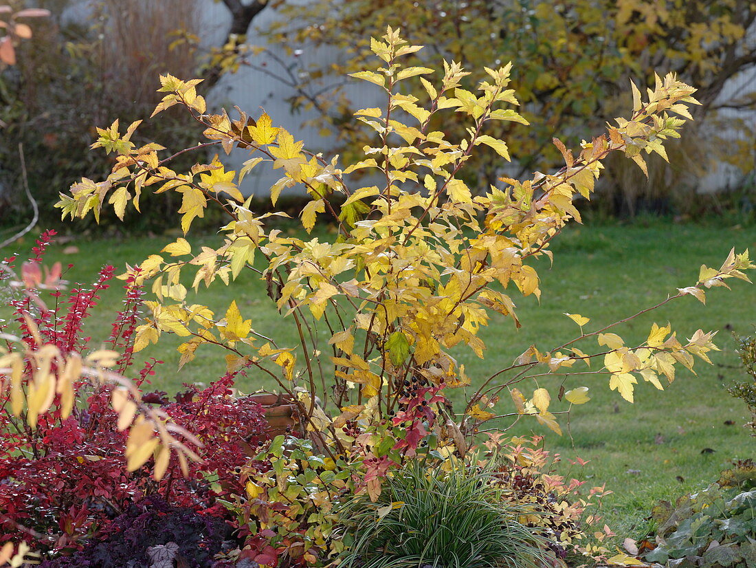 Physocarpus 'Darts Gold' in autumn colours, Carex morrowii