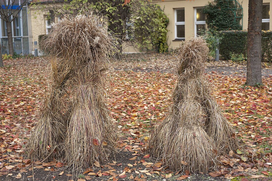 Winter protection for grasses in autumn: grasses tied together