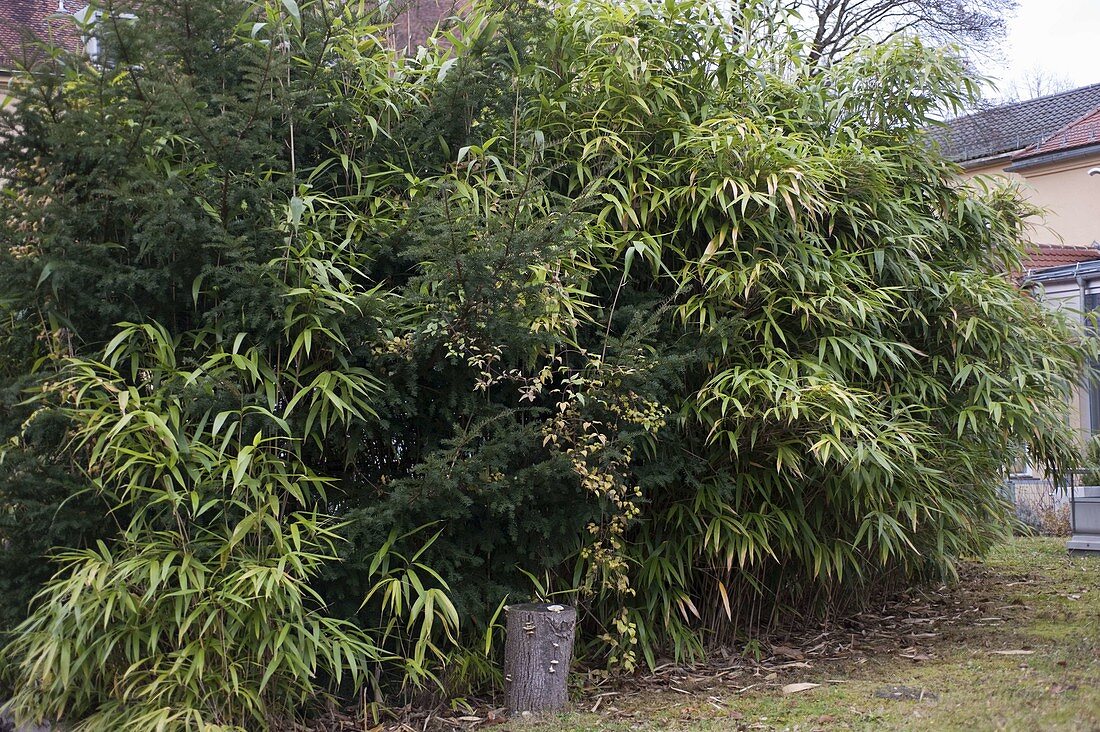 Pseudosasa japonica (Japan-Bambus), zusammengewachsen mit Taxus
