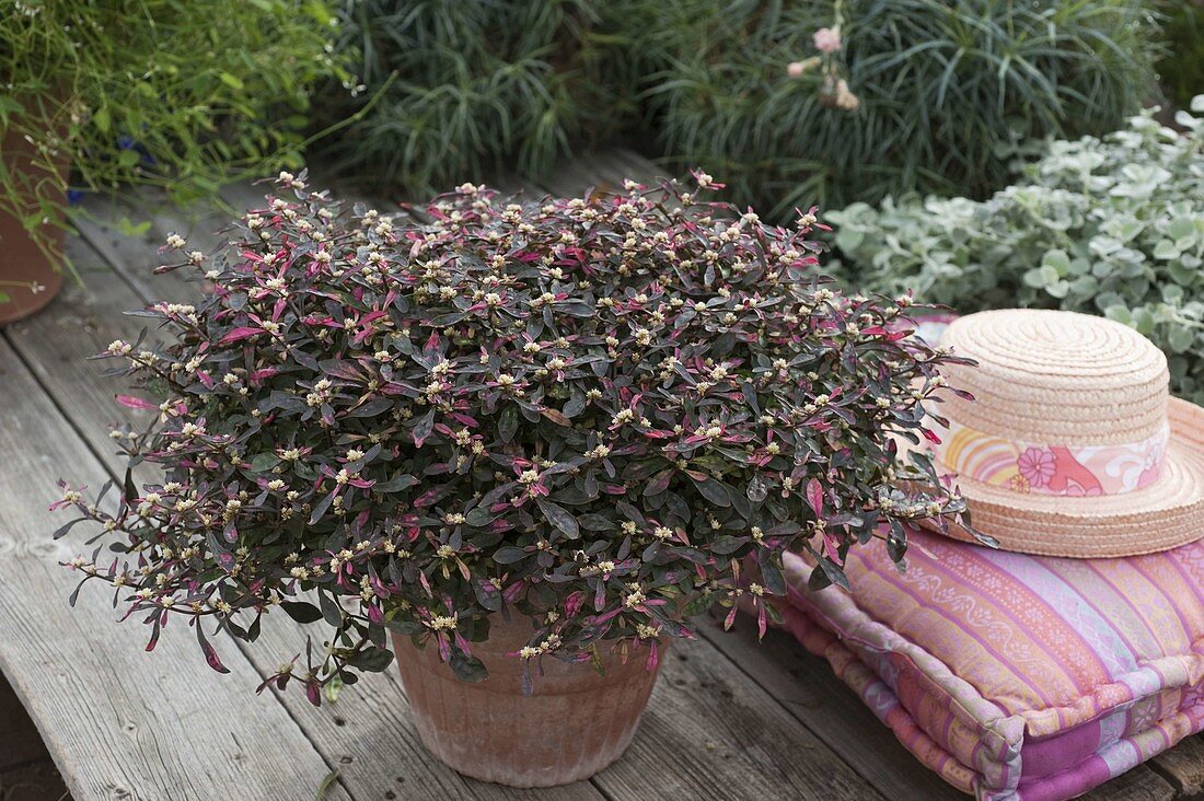 Alternanthera 'Juwel' (parrot leaf) in terracotta bucket on wooden deck