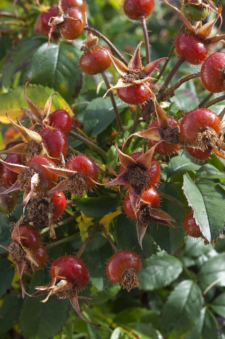 Rosa 'Amazing Fantasy' (Rosehip Rose)