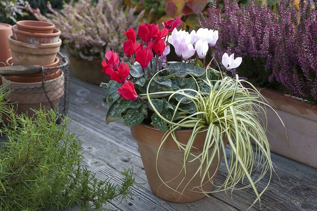 Terracotta-Topf mit Cyclamen (Alpenveilchen) und Carex 'Evergold'