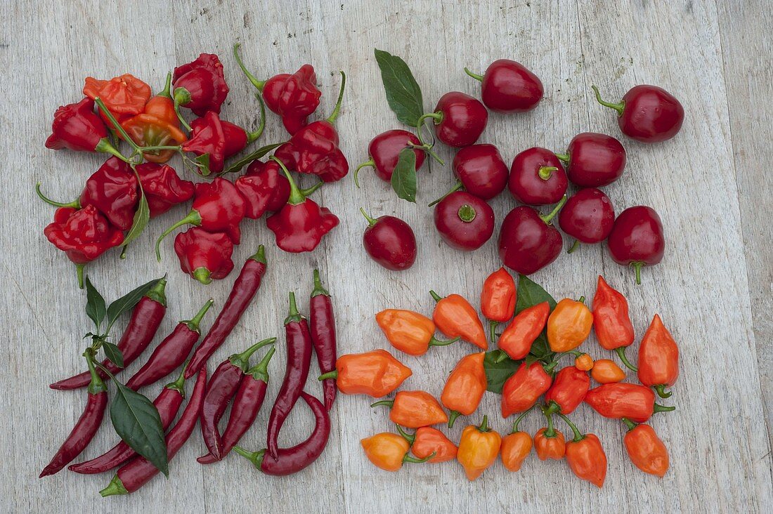 Chilli - Tableau: Bell chilli 'Bishop's Crown', Tree chilli 'Rojo'.