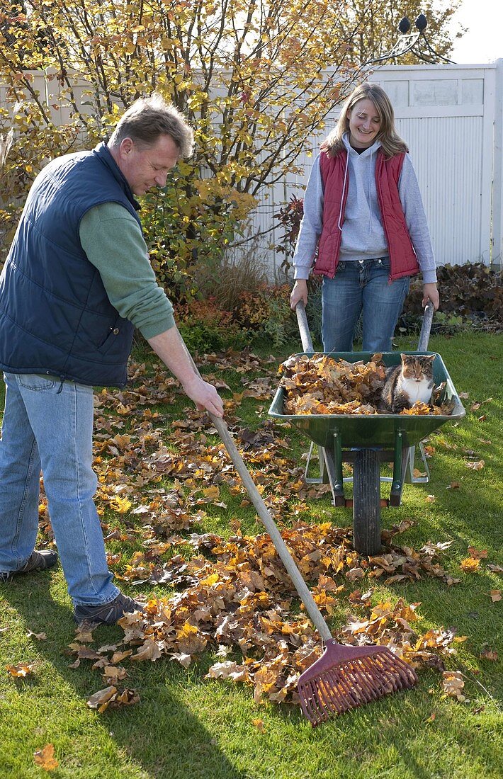 Man gathering foliage together, woman pushing wheelbarrow with cat and autumn leaves