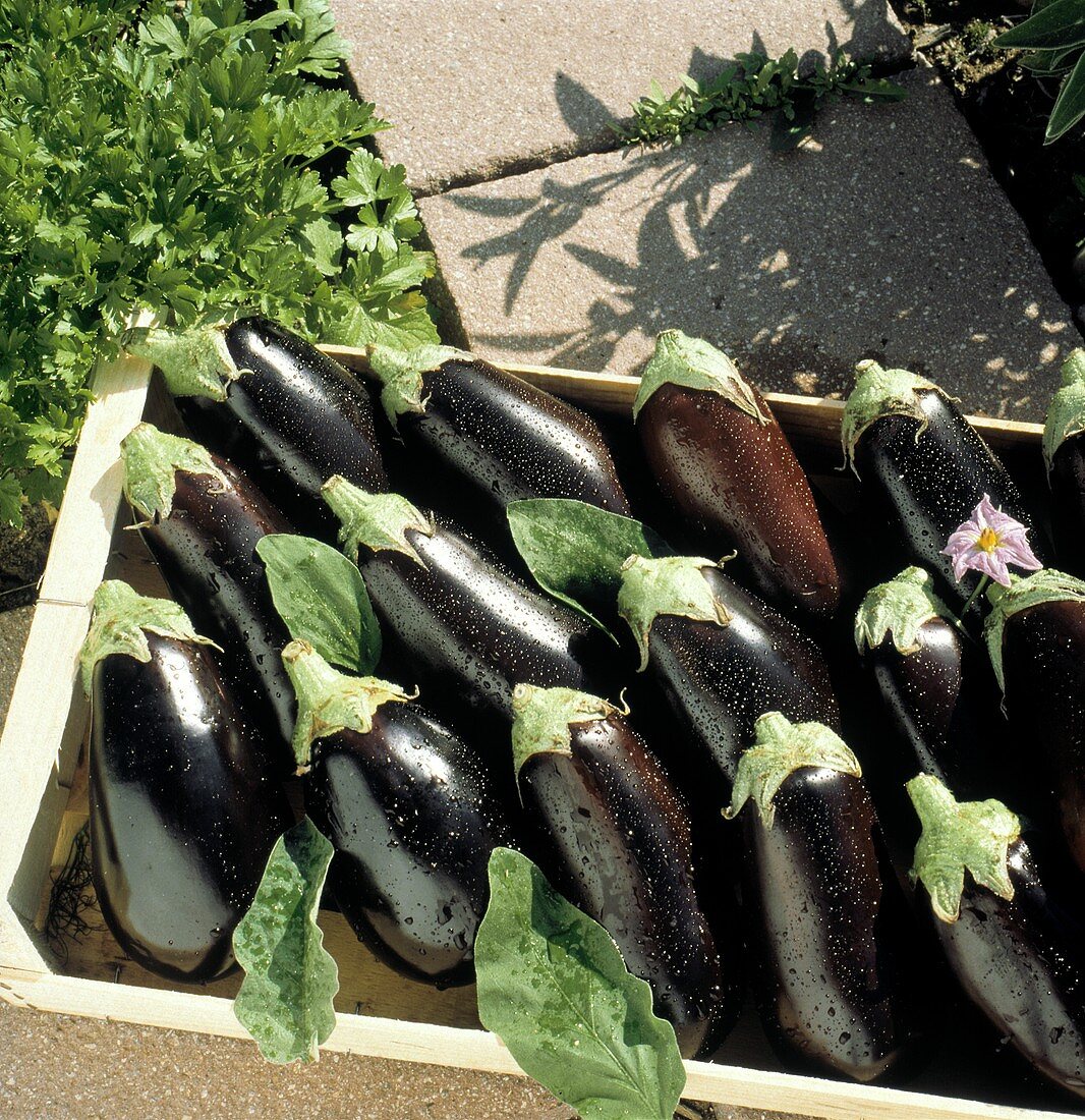 Eggplants in a Wooden Box Outside