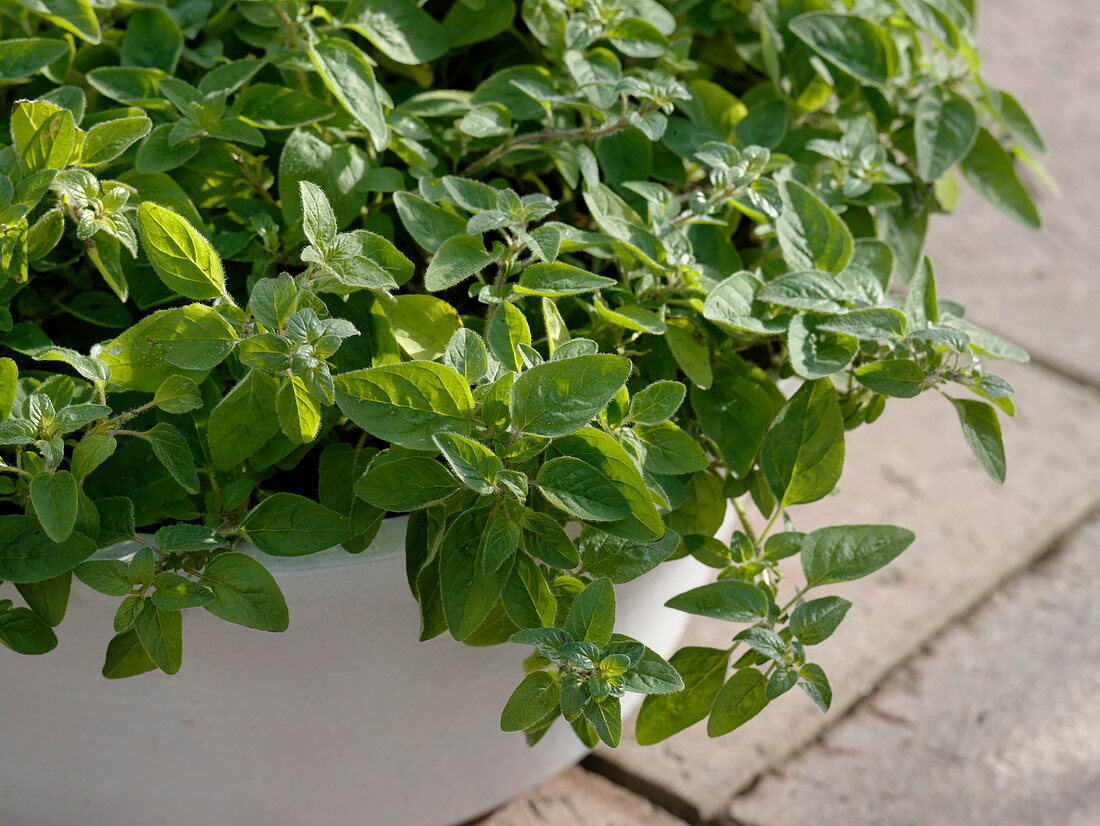 Origanum vulgare (Oregano) in white bowl