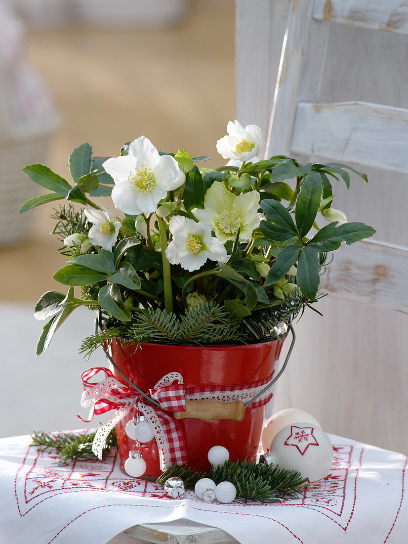 Helleborus niger (Christrose) in rotem Blech-Eimer, Zweige von Abies