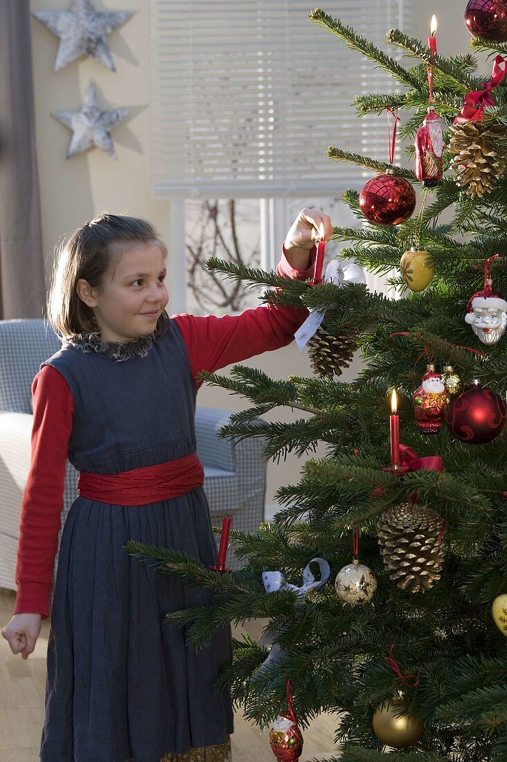 Red, white and gold decorated Nordmann fir